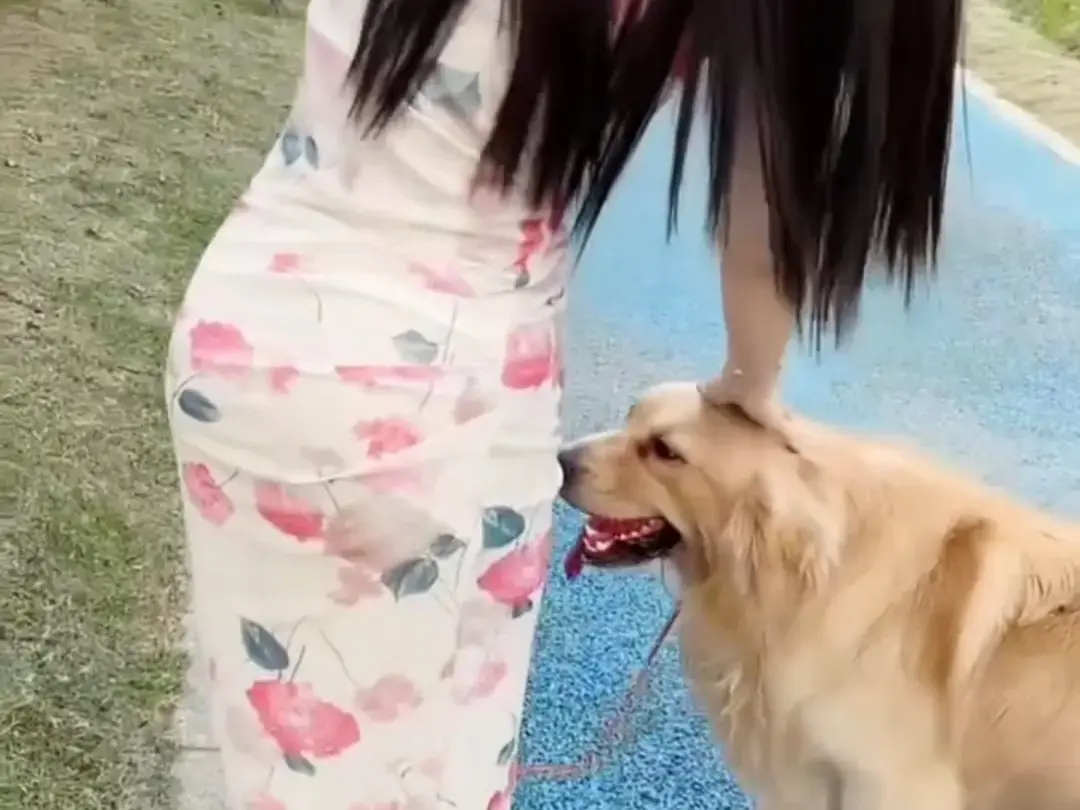 《抖音香香公主与爱犬金毛》科普视频完整版在线免费观看-抖音香香公主与爱犬直播回放资源下载-免费领取高清无删减版